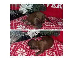 5 Long-haired Dachshund puppies for sale - 3