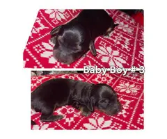 5 Long-haired Dachshund puppies for sale - 4