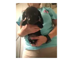 3 Chiweenie puppies available