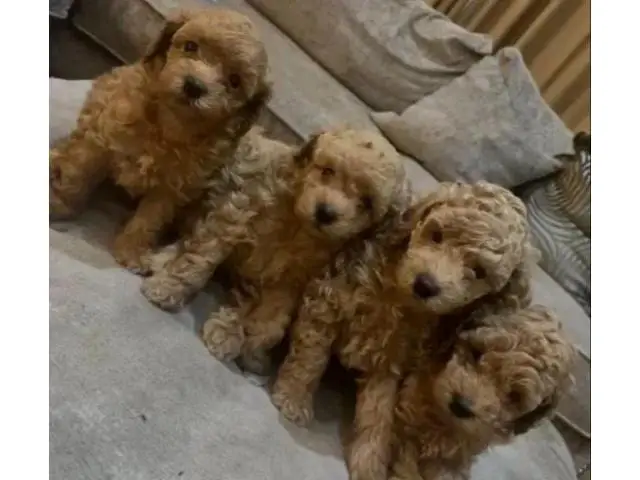 stunning maltipoo puppies for adoption - 1/3
