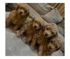 stunning maltipoo puppies for adoption