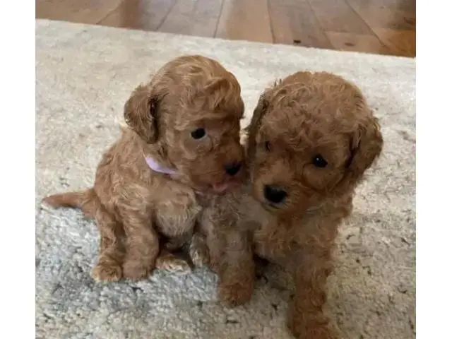 stunning maltipoo puppies for adoption - 3/3