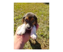 Beagle puppies - 1