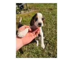 Beagle puppies - 3