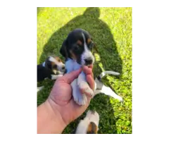 Beagle puppies - 5