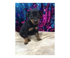 Beautiful AKC registered Miniature Pincher puppies