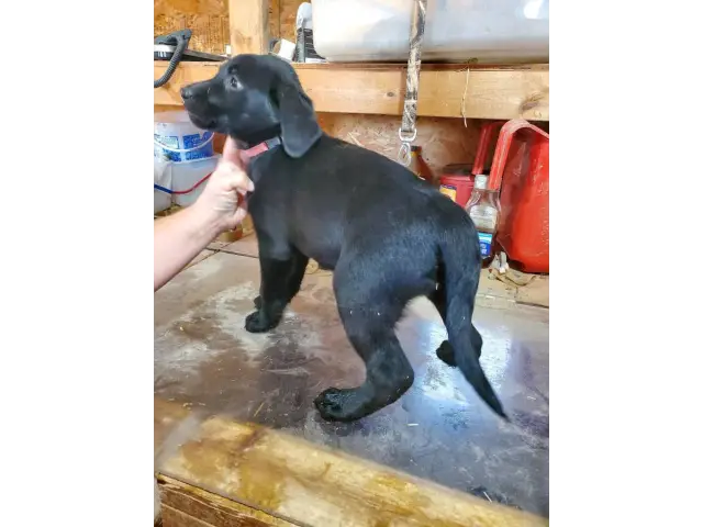 Registered Labrador Retriever Puppies - 3/9