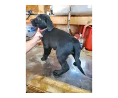 Registered Labrador Retriever Puppies - 3