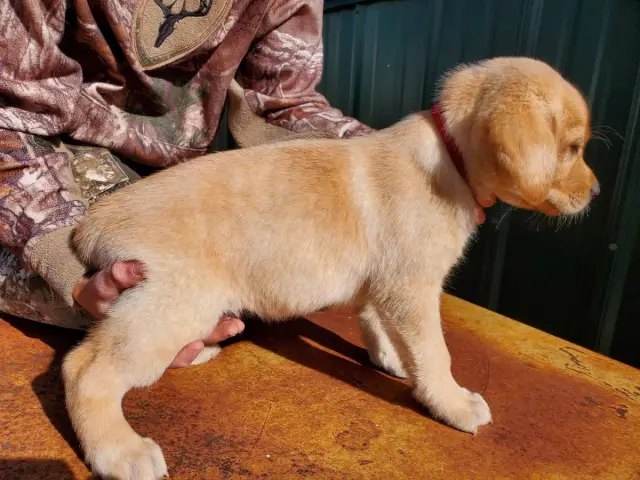 Registered Labrador Retriever Puppies - 4/9