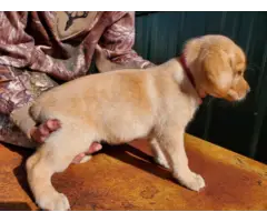 Registered Labrador Retriever Puppies - 4
