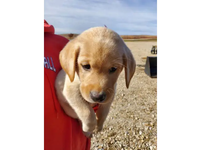 Registered Labrador Retriever Puppies - 5/9