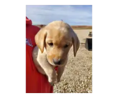 Registered Labrador Retriever Puppies - 5