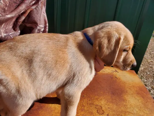 Registered Labrador Retriever Puppies - 6/9