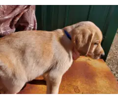 Registered Labrador Retriever Puppies - 6