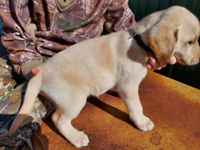 Registered Labrador Retriever Puppies - 8/9