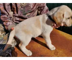 Registered Labrador Retriever Puppies - 8