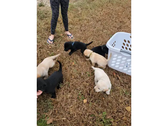 Registered Labrador Retriever Puppies - 9/9