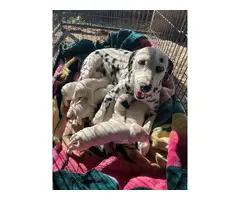 2 AKC Dalmatian puppies for sale