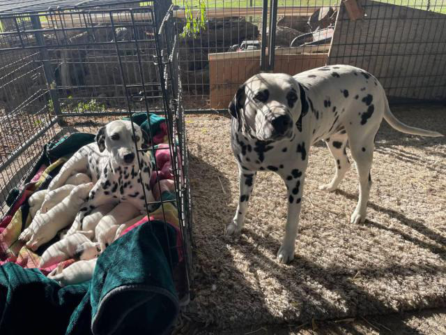 2 AKC Dalmatian puppies for sale Spokane Puppies for