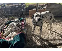 2 AKC Dalmatian puppies for sale - 2