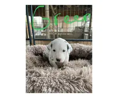 2 AKC Dalmatian puppies for sale - 4