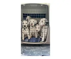 2 AKC Dalmatian puppies for sale - 7