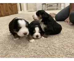 3 male Bernese puppies left