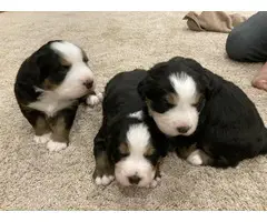 3 male Bernese puppies left - 4