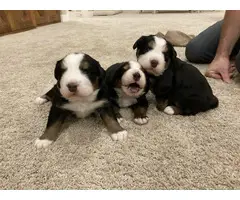 3 male Bernese puppies left - 6