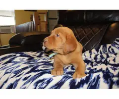 AKC yellow lab puppies for sale - 2