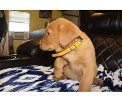 AKC yellow lab puppies for sale - 3