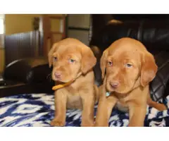 AKC yellow lab puppies for sale - 4