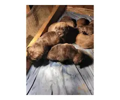 5 Male English Mastiff Puppies for Sale