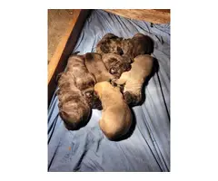 5 Male English Mastiff Puppies for Sale - 5