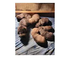 5 Male English Mastiff Puppies for Sale - 6