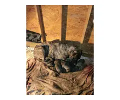 5 Male English Mastiff Puppies for Sale - 7
