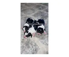 Tri-colored Basset hound puppies