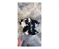 Tri-colored Basset hound puppies - 2
