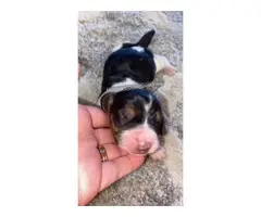 Tri-colored Basset hound puppies - 5