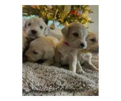 7 beautiful Christmas Golden doodle puppies ready for rehoming