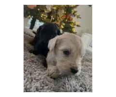 7 beautiful Christmas Golden doodle puppies ready for rehoming - 2