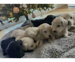 7 beautiful Christmas Golden doodle puppies ready for rehoming - 3