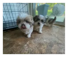 AKC registered Shih Tzu Puppies for sale