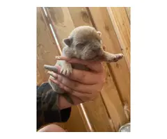 4 Chow Chow puppies looking for homes - 7