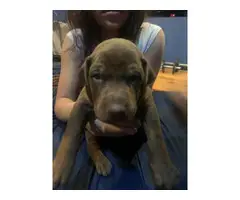 2 Doberman pinscher puppies for adoption