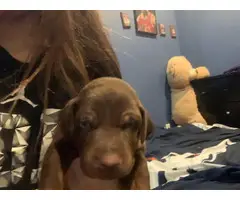 2 Doberman pinscher puppies for adoption - 2