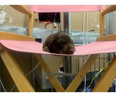 2 Doberman pinscher puppies for adoption - 5
