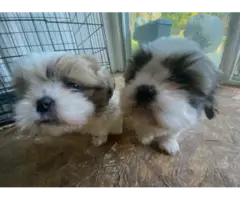AKC registered Shih Tzu Puppies for sale - 3
