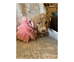 Brown and Apricot Poodle puppies for sale - 3