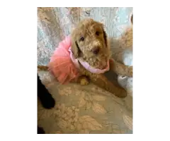 Brown and Apricot Poodle puppies for sale - 5
